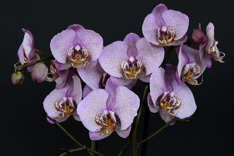 Enchanted Orchid